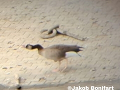 Anser anser × Branta canadensis