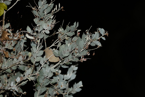 Acacia podalyriifolia