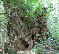 Platylophus trifoliatus