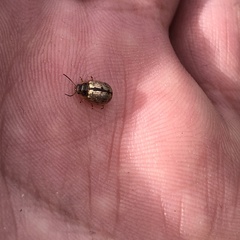 Faex transversomaculata