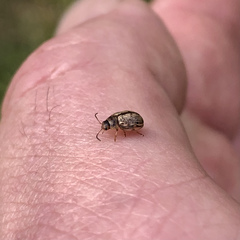 Faex transversomaculata