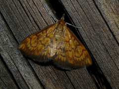 Ecpyrrhorrhoe rubiginalis