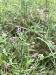 Polygala incarnata