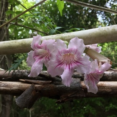 Podranea