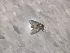 Peridea basitriens