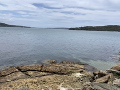 Arctocephalus pusillus