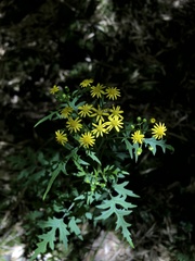 Nemosenecio formosanus