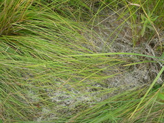 Carex praecox