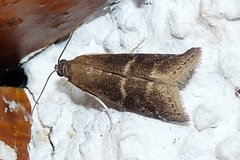 Euzophera bigella