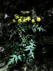 Nemosenecio formosanus