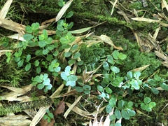 Elatostema obtusum trilobulatum