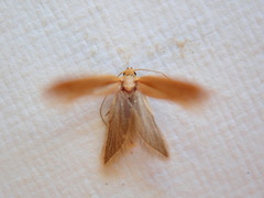 Platoloncha psamathina
