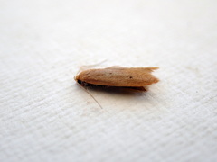 Platoloncha psamathina