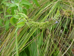 Carex praecox