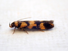 Cirromitra tetratherma