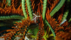 Cuapetes tenuipes