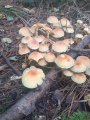 Hypholoma fasciculare