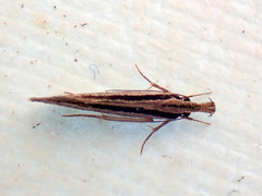 Leptosaces schistopa