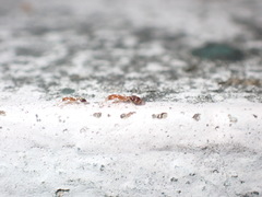 Trichomyrmex destructor