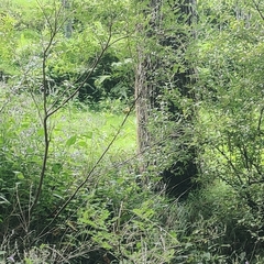 Phylloscopus xanthoschistos