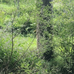 Phylloscopus xanthoschistos