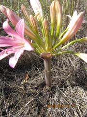 Ammocharis longifolia