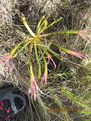 Ammocharis longifolia