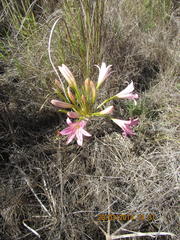 Ammocharis longifolia