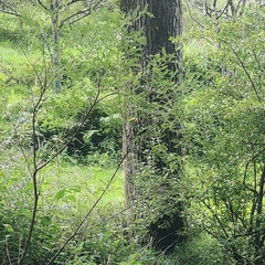 Phylloscopus xanthoschistos