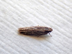 Ardozyga amblopis