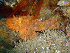 Scorpaenopsis oxycephalus
