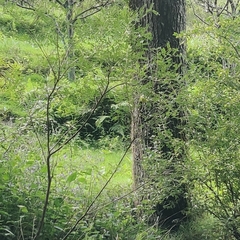 Phylloscopus xanthoschistos