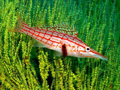 Oxycirrhites typus
