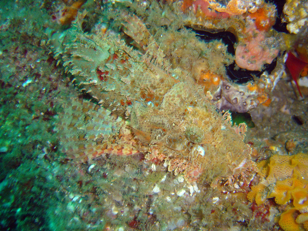 Raggy Scorpionfish