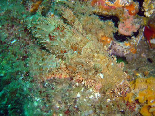 Raggy Scorpionfish
