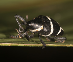 Cholus costaricensis