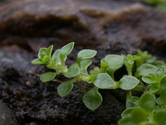 Callitriche japonica
