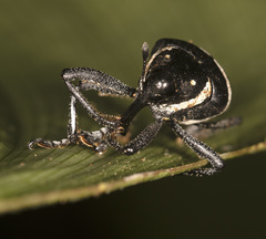Cholus costaricensis