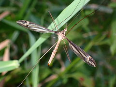 Tipula caloptera