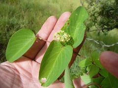 Helinus integrifolius