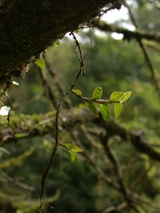 Dendrobium chameleon