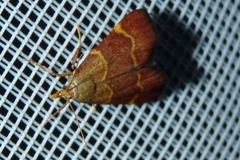 Hypsopygia rubidalis