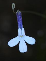 Lobelia dichroma