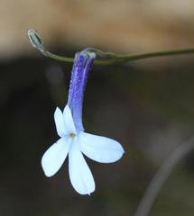 Lobelia dichroma