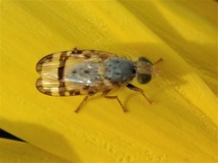 Sphenella ruficeps
