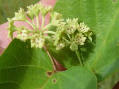 Helinus integrifolius