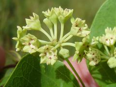 Helinus integrifolius