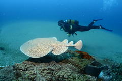 Marbled Electric Eel photo 4