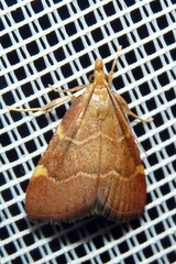 Hypsopygia rubidalis