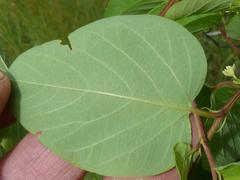 Helinus integrifolius